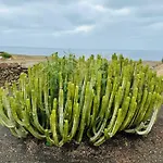 Piedranegra فيلة *