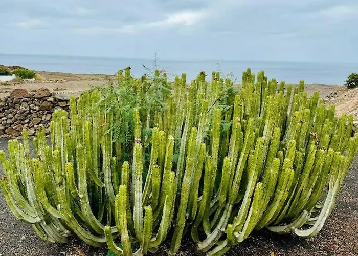 Piedranegra فيلة *